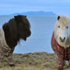 Illustration for article titled Shetland Ponies Sport Hand-Knit Sweaters, Make Us Want to Move to Scotland